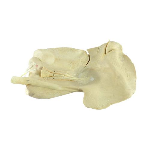 Modello anatomico di fegato - MWDW-019 - MeiWo Science - veterinario / ad uso didattico / di cavallo