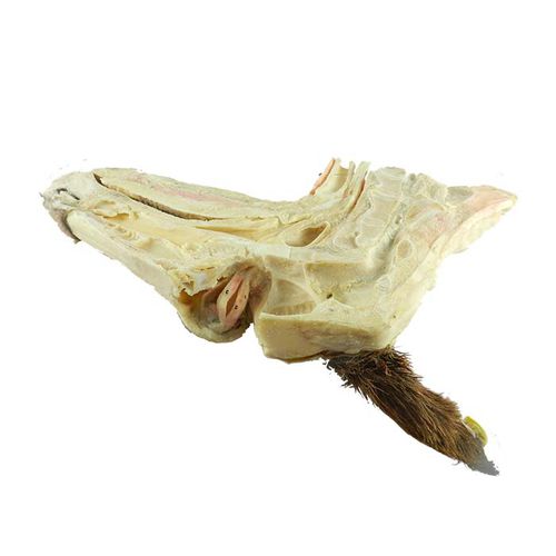 Modello anatomico di testa - MWDW-020 - MeiWo Science - di collo / di occhio / veterinario