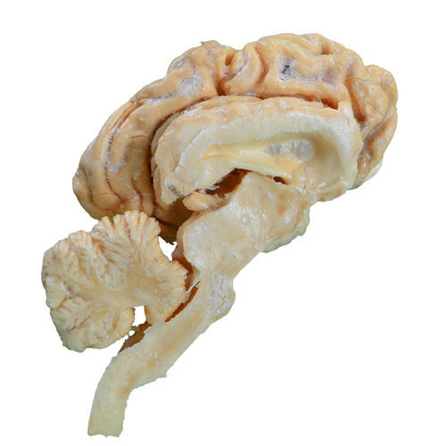 Modello anatomico di cervello - MWDW-024 - MeiWo Science - veterinario / ad uso didattico / di bovino