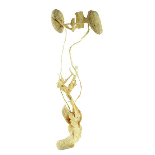 Modello anatomico di apparato urinario - MWDW-025 - MeiWo Science - di organi genitali femminili / veterinario / ad uso didattico