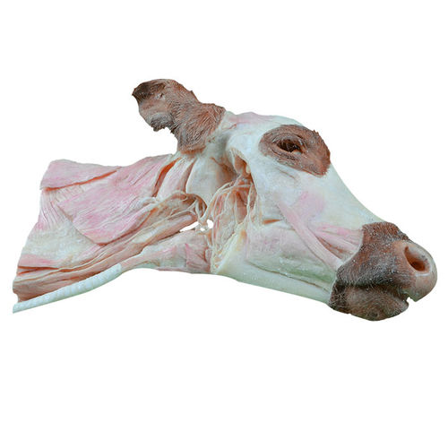 Modello anatomico di testa - MWDW-027 - MeiWo Science - di collo / veterinario / ad uso didattico