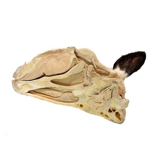 Modello anatomico di testa - MWDW-029 - MeiWo Science - di collo / veterinario / ad uso didattico