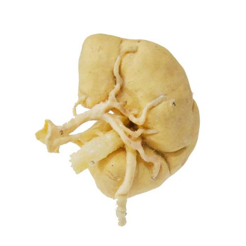 Modello anatomico rene - MWDW-034 - MeiWo Science - veterinario / ad uso didattico / di bovino