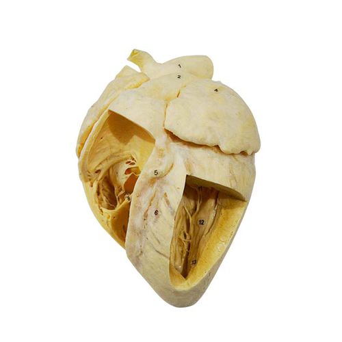 Modello anatomico di cuore - MWDW-035 - MeiWo Science - veterinario / ad uso didattico / di bovino