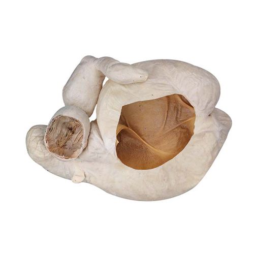Modello anatomico di stomaco - MWDW-040 - MeiWo Science - veterinario / ad uso didattico / di bovino