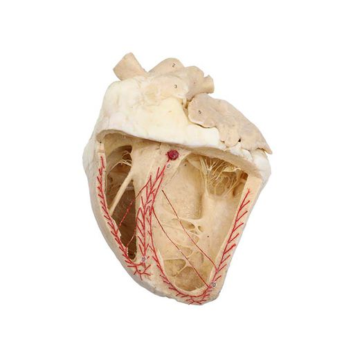 Modello anatomico di cuore - MWDW-044 - MeiWo Science - veterinario / ad uso didattico / di bovino