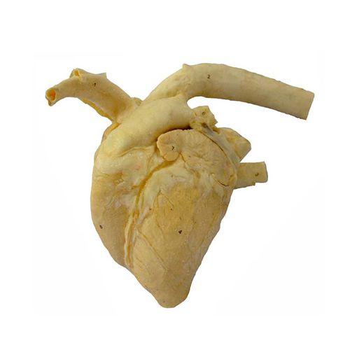 Modello anatomico di cuore - MeiWo Science - veterinario / ad uso didattico / di bovino