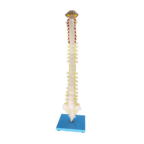 Modello anatomico di vertebre - MeiWo Science - di midollo spinale / ad uso didattico