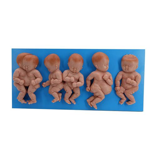 Modello anatomico corpo - MeiWo Science - ad uso didattico / bebè