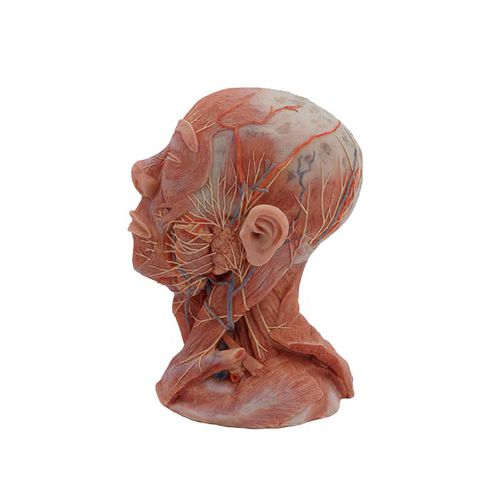 Modello anatomico di testa - MeiWo Science - di collo / di nervo / di vasi sanguigni