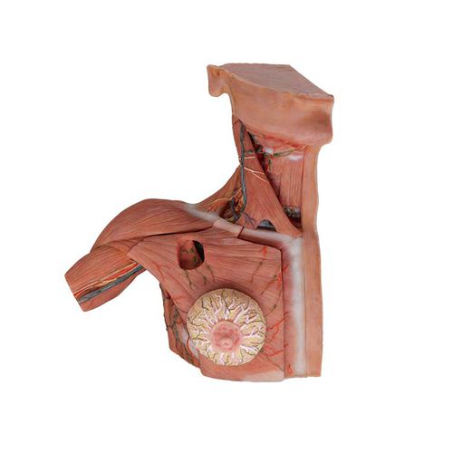 Modello anatomico tronco - MeiWo Science - di seno / di collo / ad uso didattico