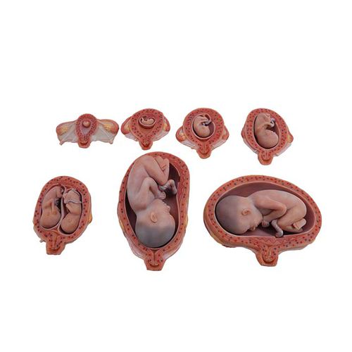 Modello anatomico corpo - MeiWo Science - ad uso didattico / di feto