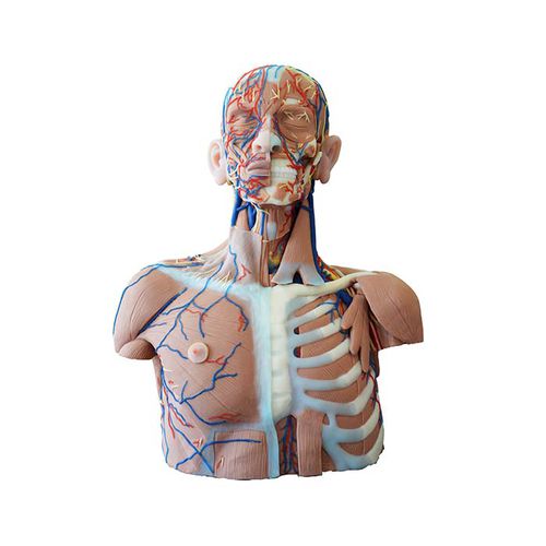 Modello anatomico di testa - MeiWo Science - tronco / di collo / ad uso didattico