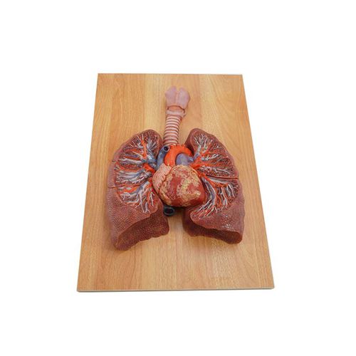 Modello anatomico di polmone - MeiWo Science - ad uso didattico