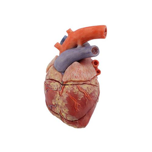 Modello anatomico di cuore - MeiWo Science - ad uso didattico / di suino