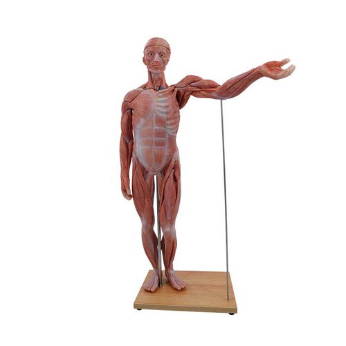 Modello anatomico di corpo intero - MeiWo Science - ad uso didattico