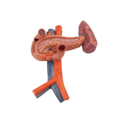 Modello anatomico di duodeno - MeiWo Science - di pancreas / di milza / ad uso didattico