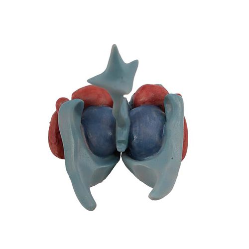 Modello anatomico di cervello - MeiWo Science - ad uso didattico