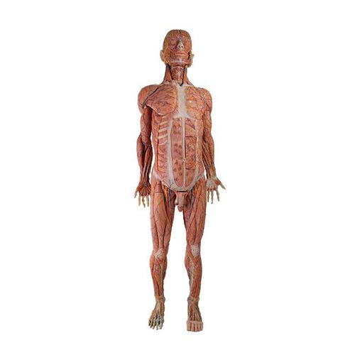 Modello anatomico corpo - HZ-002 - MeiWo Science - ad uso didattico / di anastomosi
