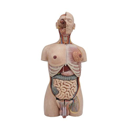 Modello anatomico tronco - MeiWo Science - ad uso didattico / in silicone / flessibile