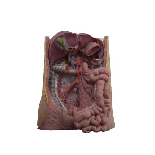 Modello anatomico di arteria mesenterica - MeiWo Science - ad uso didattico / in silicone / flessibile