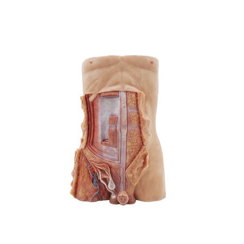 Modello anatomico corpo - MeiWo Science - ad uso didattico / in silicone