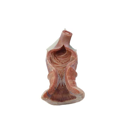 Modello anatomico anale - MeiWo Science - ad uso didattico / in silicone