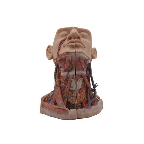 modello anatomico di testa - MeiWo Science