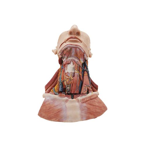 Modello anatomico di testa - MeiWo Science - di collo / ad uso didattico / di valutazione