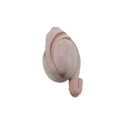 Modello anatomico di testicoli - HS-006 - MeiWo Science - ad uso didattico / in silicone