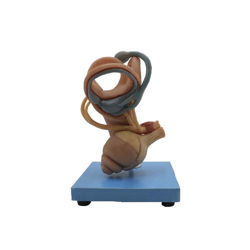 Modello anatomico di orecchio interno - HG-001 - MeiWo Science - di condotto uditivo / ad uso didattico / in silicone