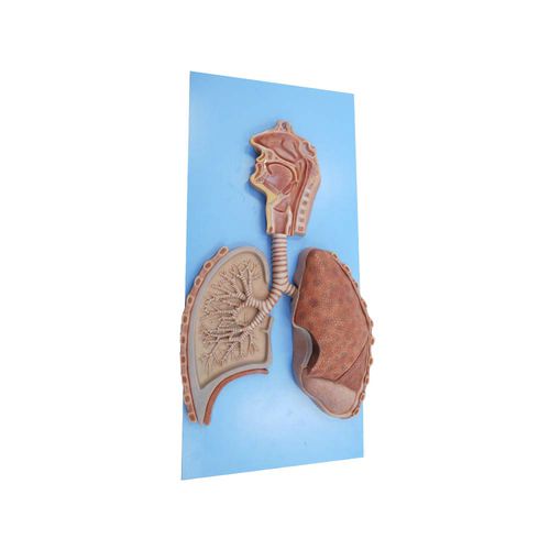 Modello anatomico di apparato respiratorio - HH-007 - MeiWo Science - ad uso didattico / in silicone
