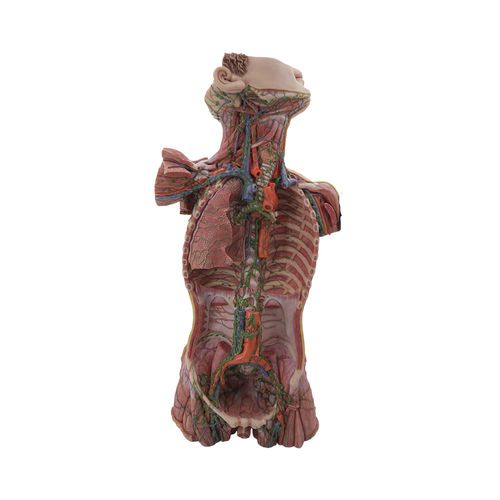 Modello anatomico di sistema linfatico - HM-004 - MeiWo Science - tronco / ad uso didattico / in silicone