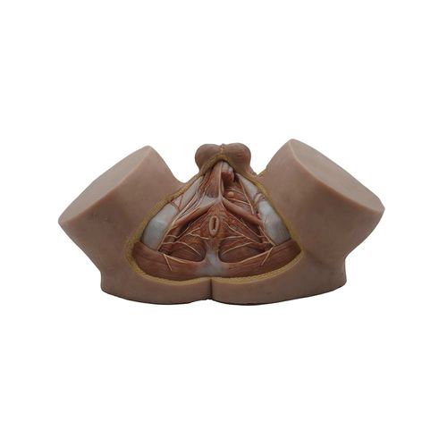Modello anatomico di bacino - HS-003 - MeiWo Science - ad uso didattico / in silicone / con muscolatura