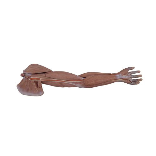 Modello anatomico arti superiori - MeiWo Science - ad uso didattico / in silicone / con muscolatura