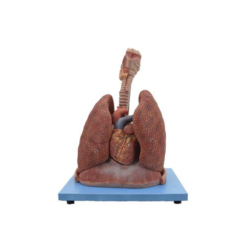 Modello anatomico di polmone - HH-004 - MeiWo Science - di laringe / di cuore / ad uso didattico