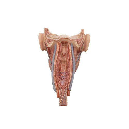 Modello anatomico di faringe - HH-006 - MeiWo Science - facciale / ad uso didattico / in silicone