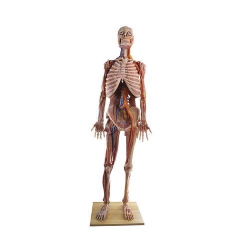 Modello anatomico di corpo intero - HZ-001 - MeiWo Science - ad uso didattico / in silicone / con muscolatura