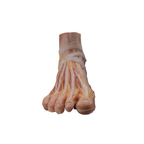 Modello anatomico di piede - HY-003 - MeiWo Science - ad uso didattico / in silicone / con muscolatura