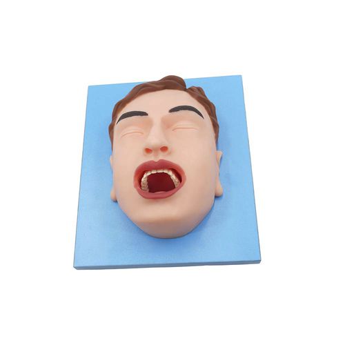 Modello anatomico orale - MeiWo Science - ad uso didattico / in silicone