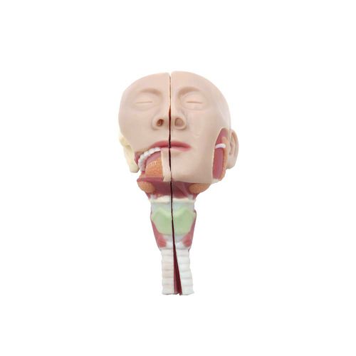 Modello anatomico di faringe - MWRGJ-053 - MeiWo Science - di laringe / di naso / ad uso didattico