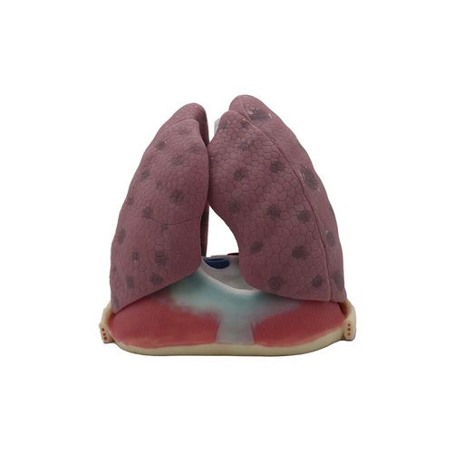 Modello anatomico di polmone - SH-010 - MeiWo Science - ad uso didattico / in silicone