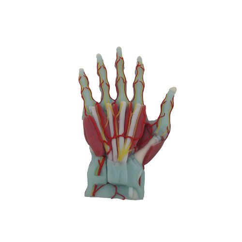 modello anatomico di mano - MeiWo Science