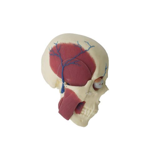 Modello anatomico di cervello - SL-018 - MeiWo Science - di cranio / ad uso didattico / in silicone