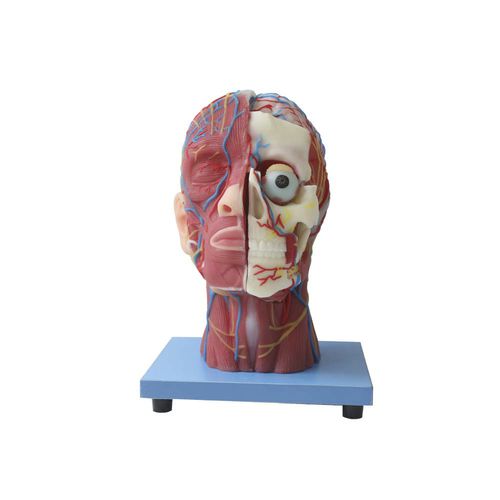 Modello anatomico di testa - MeiWo Science - ad uso didattico / in silicone / con muscolatura