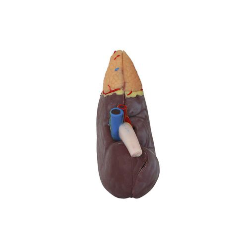 Modello anatomico rene - MeiWo Science - ad uso didattico / in silicone
