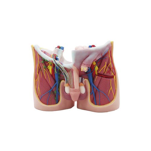 Modello anatomico pelvico - MeiWo Science - ad uso didattico / in silicone / con muscolatura