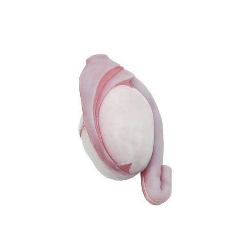 Modello anatomico di testicoli - MeiWo Science - ad uso didattico / in silicone