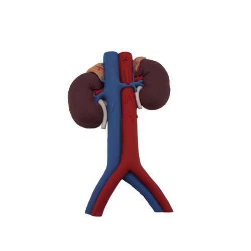 Modello anatomico rene - MeiWo Science - ad uso didattico / in silicone / con vasi sanguigni