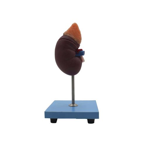 Modello anatomico rene - SM-012 - MeiWo Science - ad uso didattico / in silicone